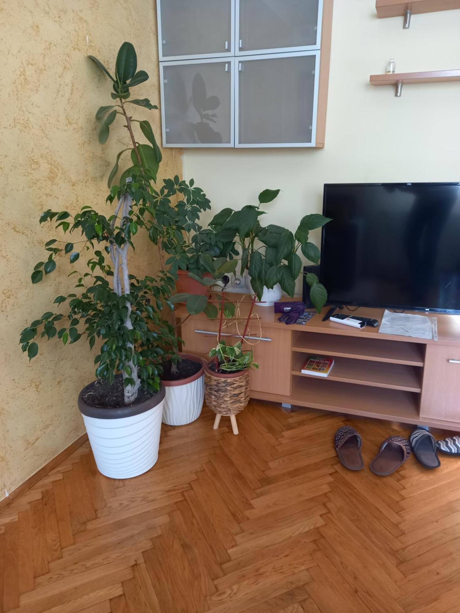 Leda Apartmani Smederevo Room photo